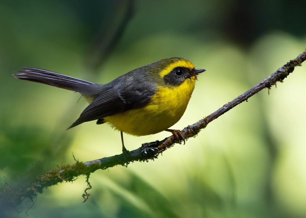Yellow-bellied Fairy-Fantail - ML617500800