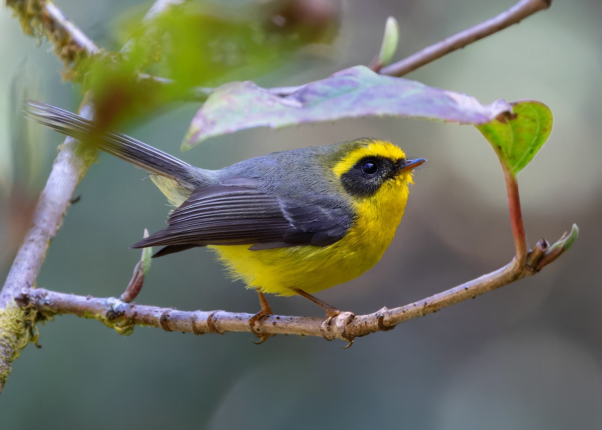 Yellow-bellied Fairy-Fantail - ML617500801