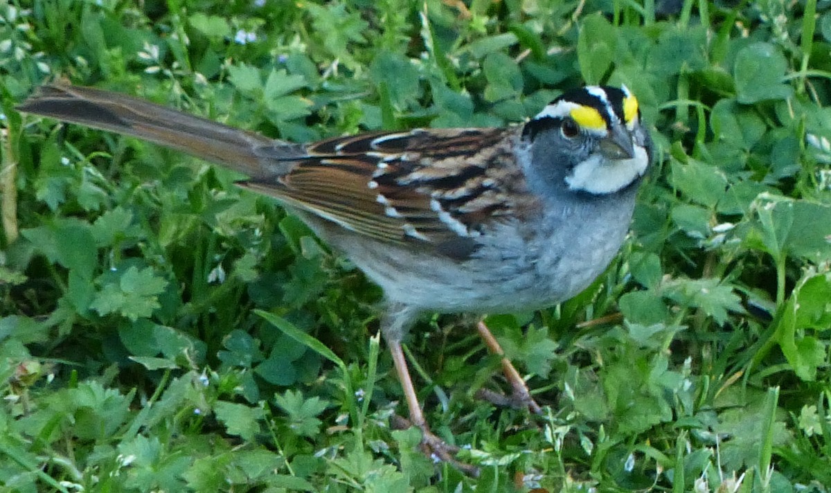 White-throated Sparrow - Jeremy Wrenn