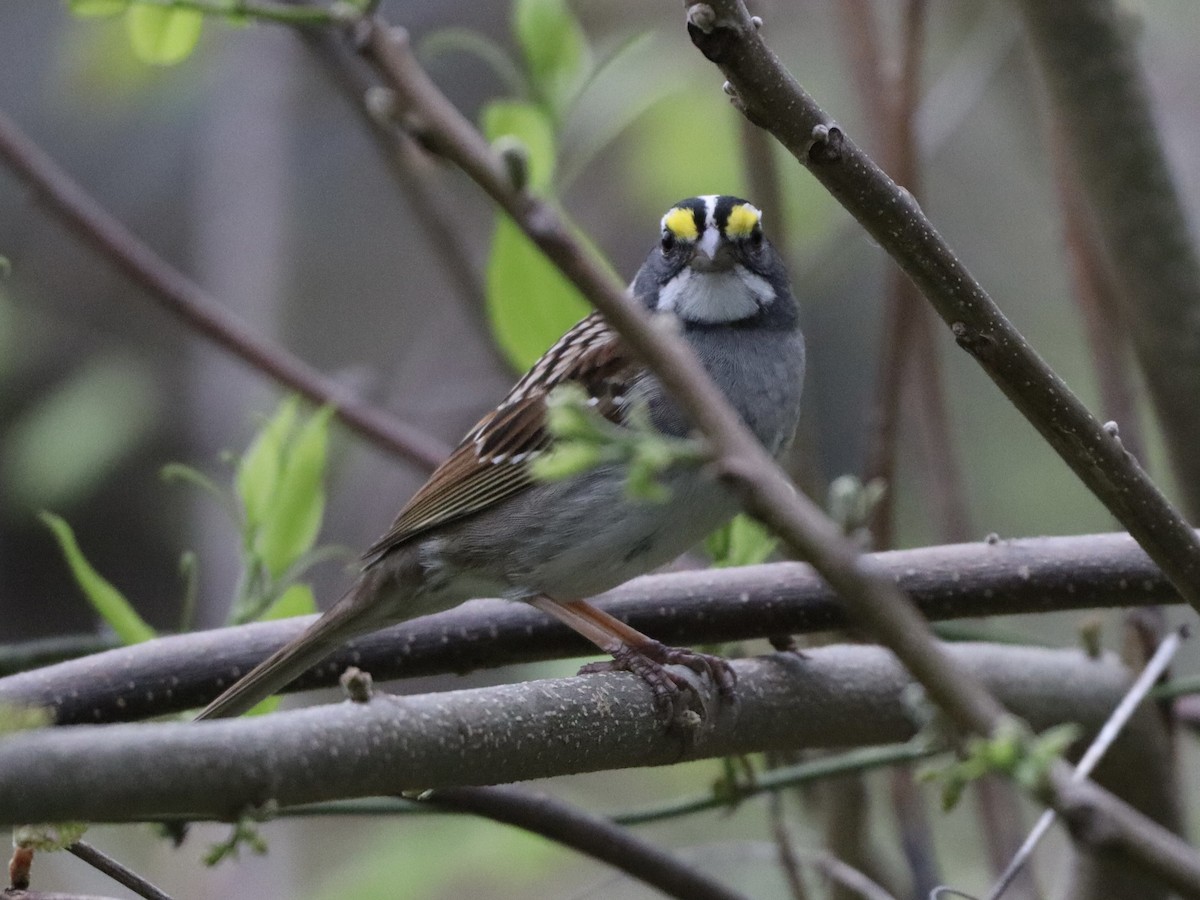 White-throated Sparrow - ML617500841