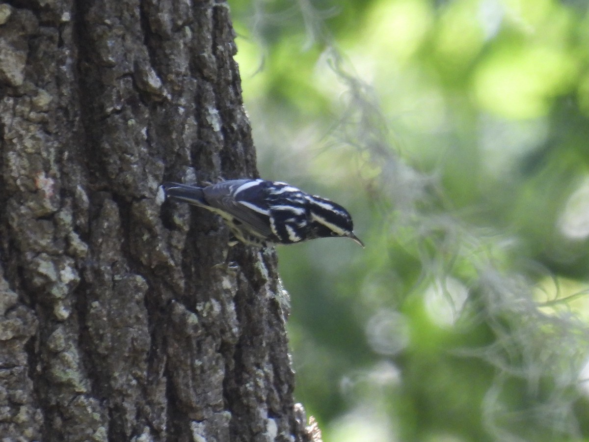 Black-and-white Warbler - ML617500850