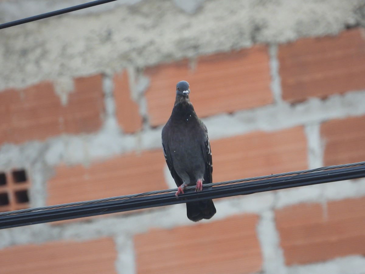 Rock Pigeon (Feral Pigeon) - ML617501066