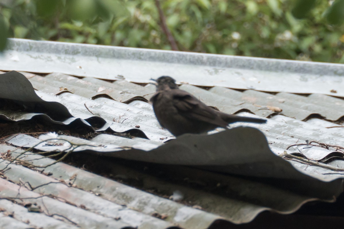 Eurasian Blackbird - Ashok Kolluru