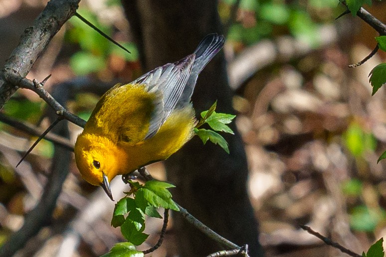 Prothonotary Warbler - ML617501115