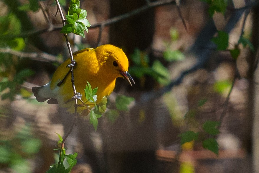 Prothonotary Warbler - ML617501127