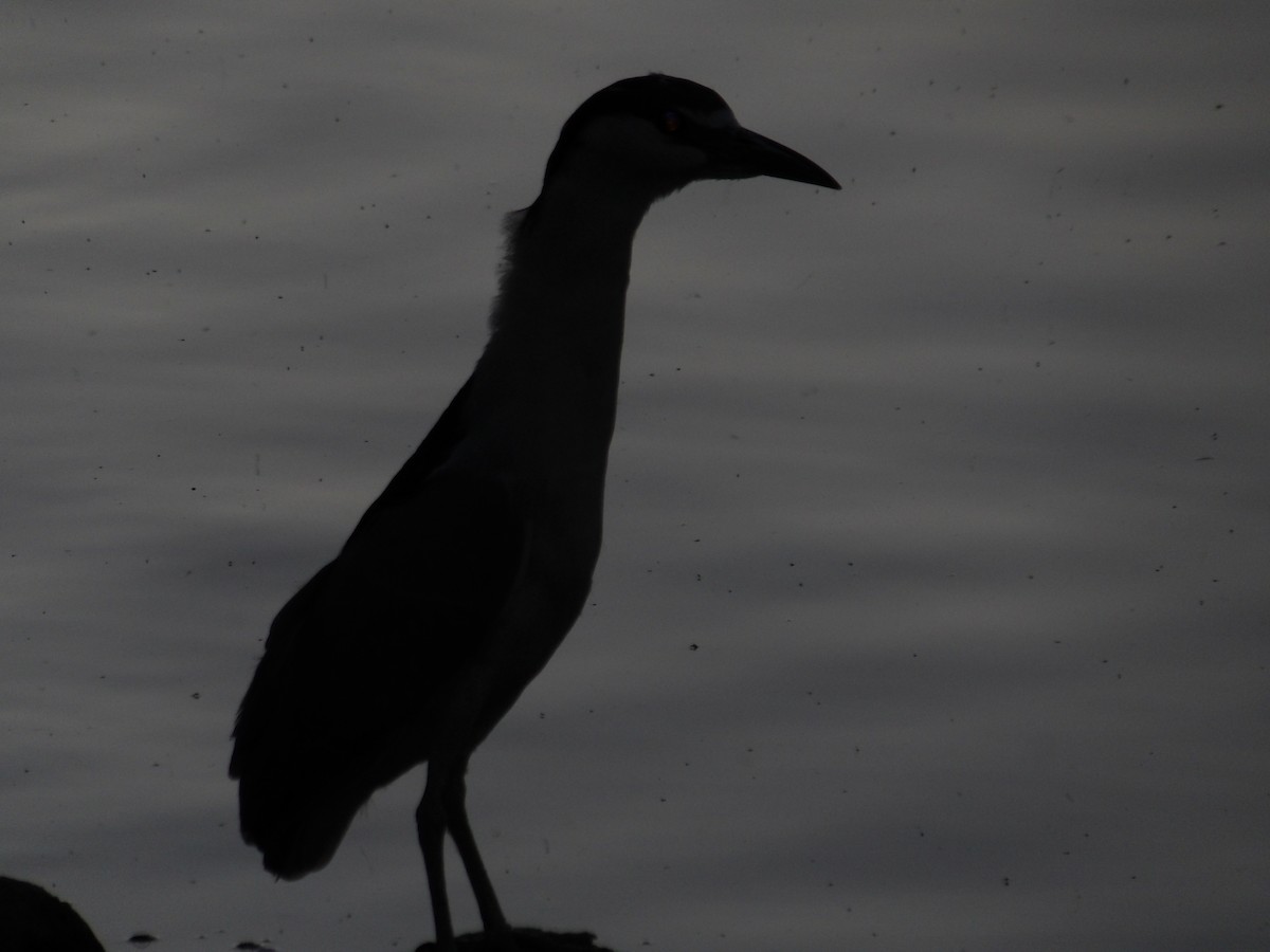 Black-crowned Night Heron - ML617501139