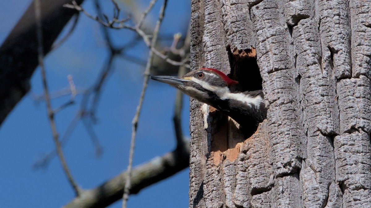 Pileated Woodpecker - ML617501171