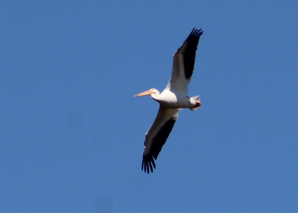 American White Pelican - ML617501174