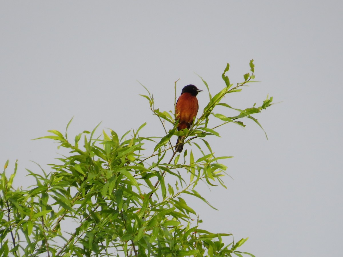 Orchard Oriole - ML617501225