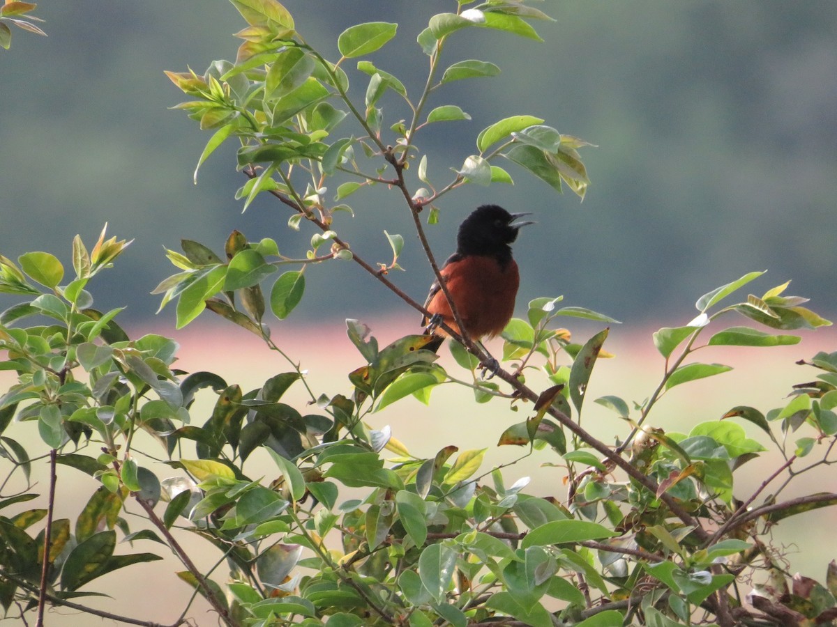 Orchard Oriole - ML617501226