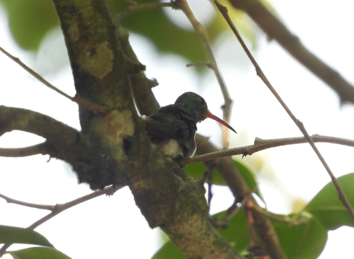 Rufous-tailed Hummingbird - ML617501246