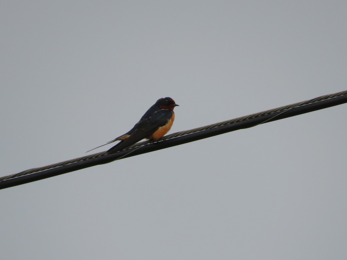 Barn Swallow - Anne Armstrong