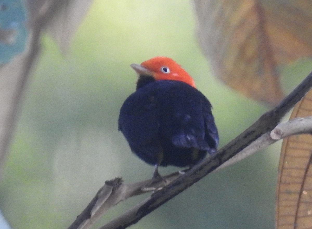 Red-capped Manakin - ML617501275