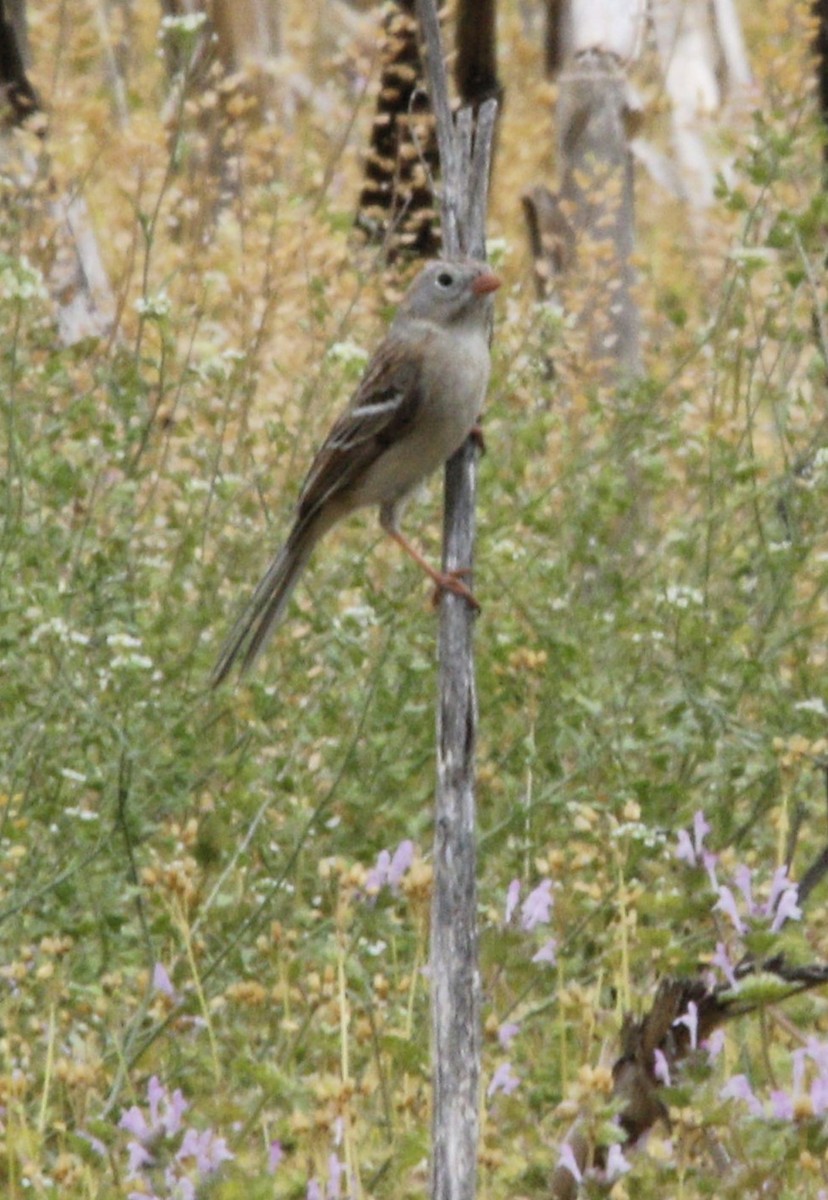 Field Sparrow - ML617501308