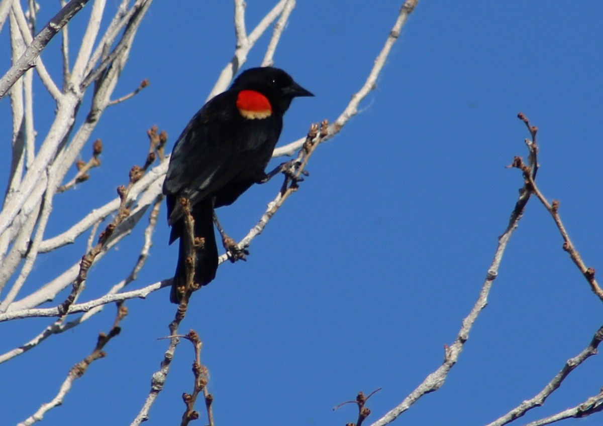 Red-winged Blackbird (Red-winged) - ML617501334