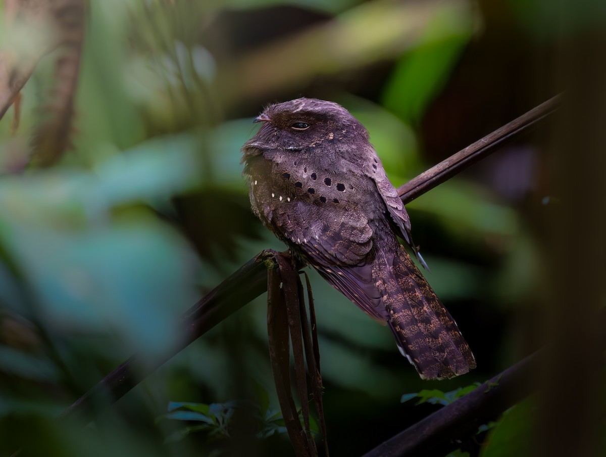 Ocellated Poorwill - ML617501359