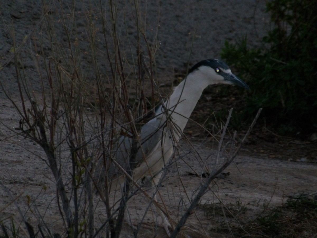 Black-crowned Night Heron - ML617501365