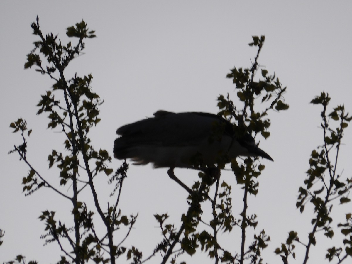 Black-crowned Night Heron - ML617501373