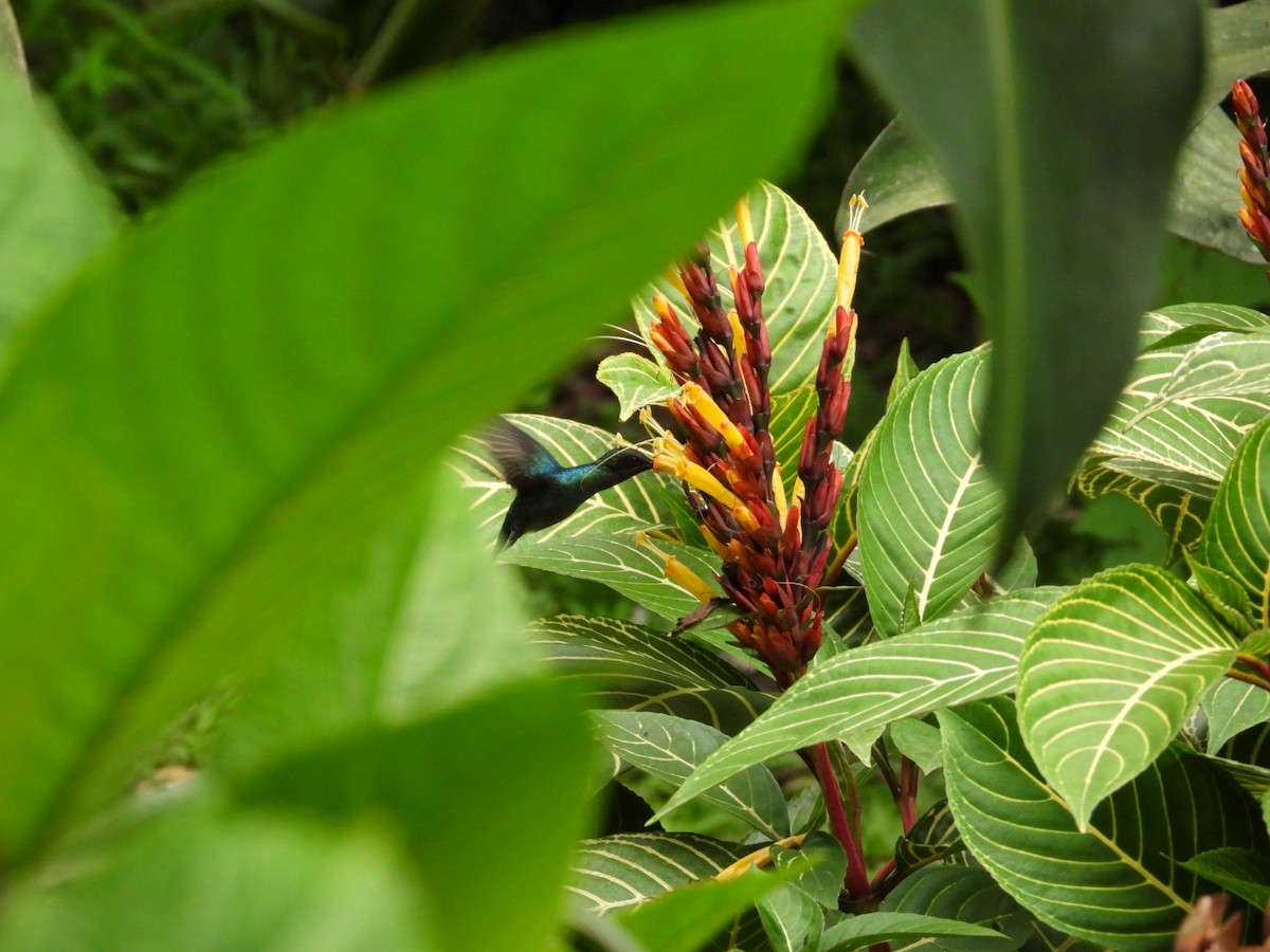 Зелёный колибри-отшельник - ML617501405