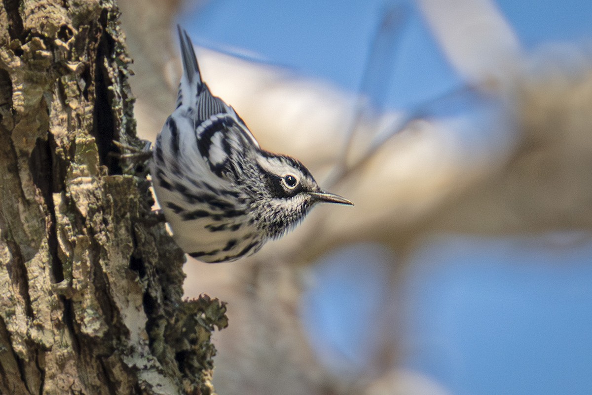 Black-and-white Warbler - Peggy Cadigan