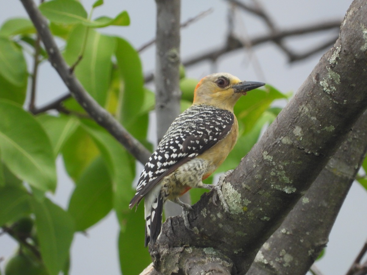 Red-crowned Woodpecker - ML617501454