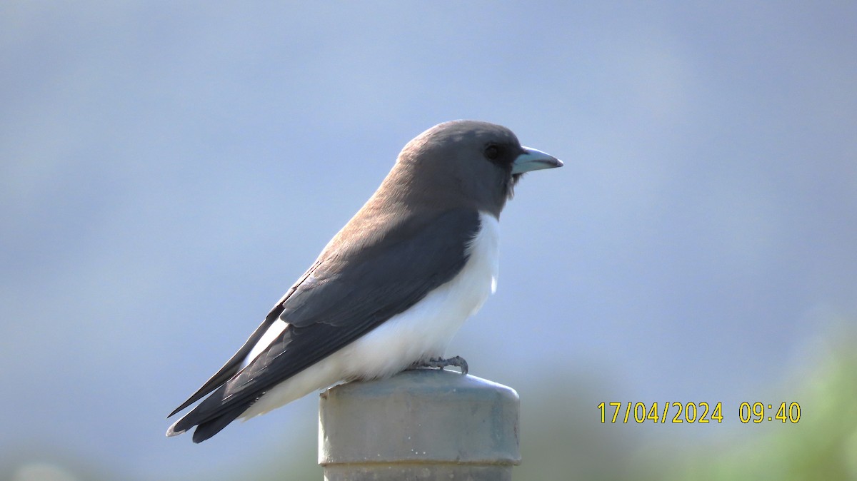 White-breasted Woodswallow - ML617501456