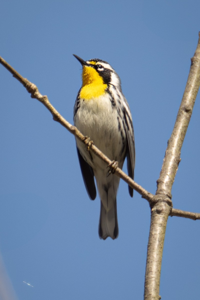 Yellow-throated Warbler - Peggy Cadigan