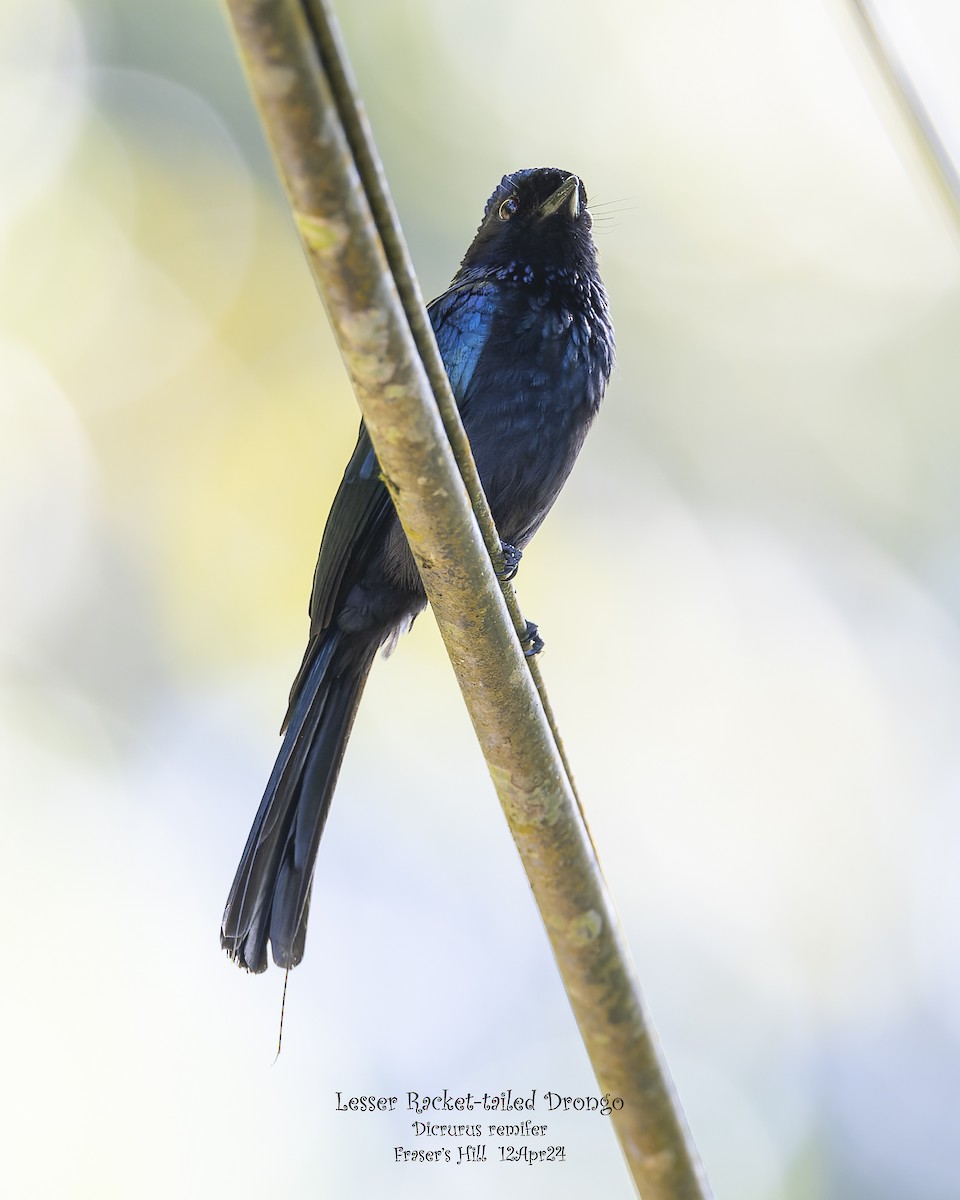Lesser Racket-tailed Drongo - ML617501565