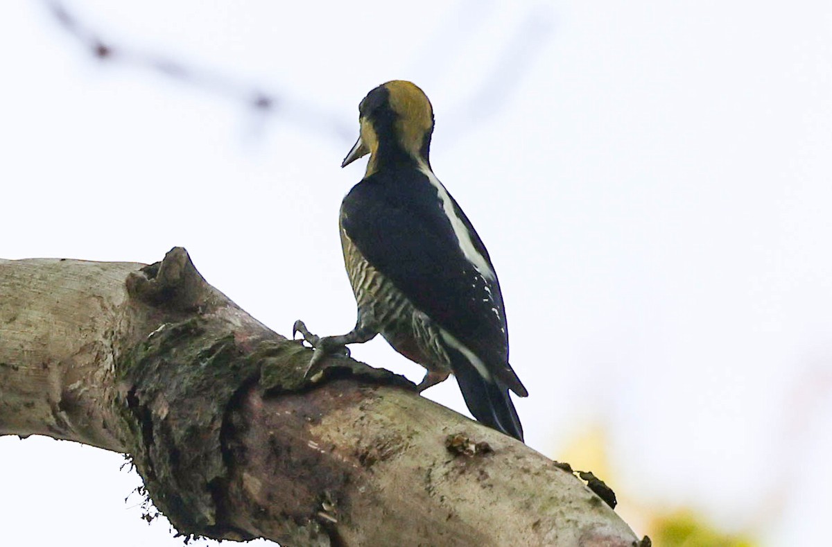 Golden-naped Woodpecker - ML617501655