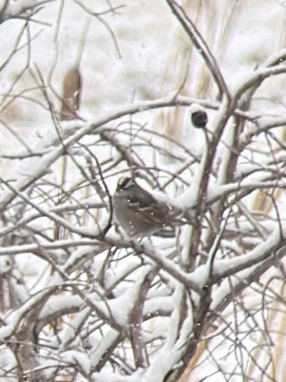 White-crowned Sparrow - ML617501721