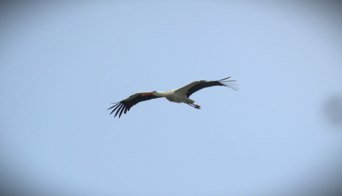 White Stork - ML617501879