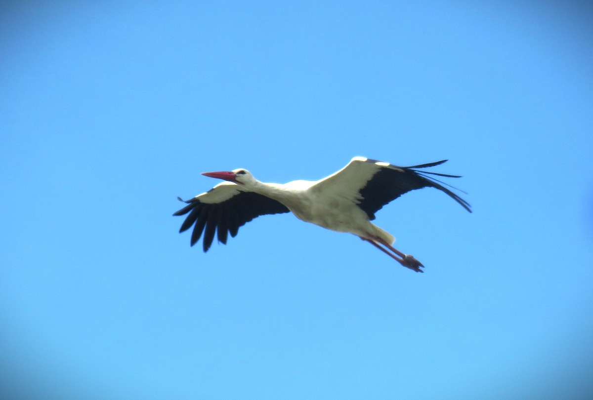 White Stork - ML617501886