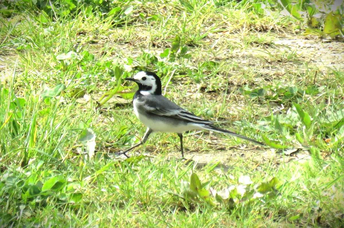 White Wagtail (White-faced) - ML617501898