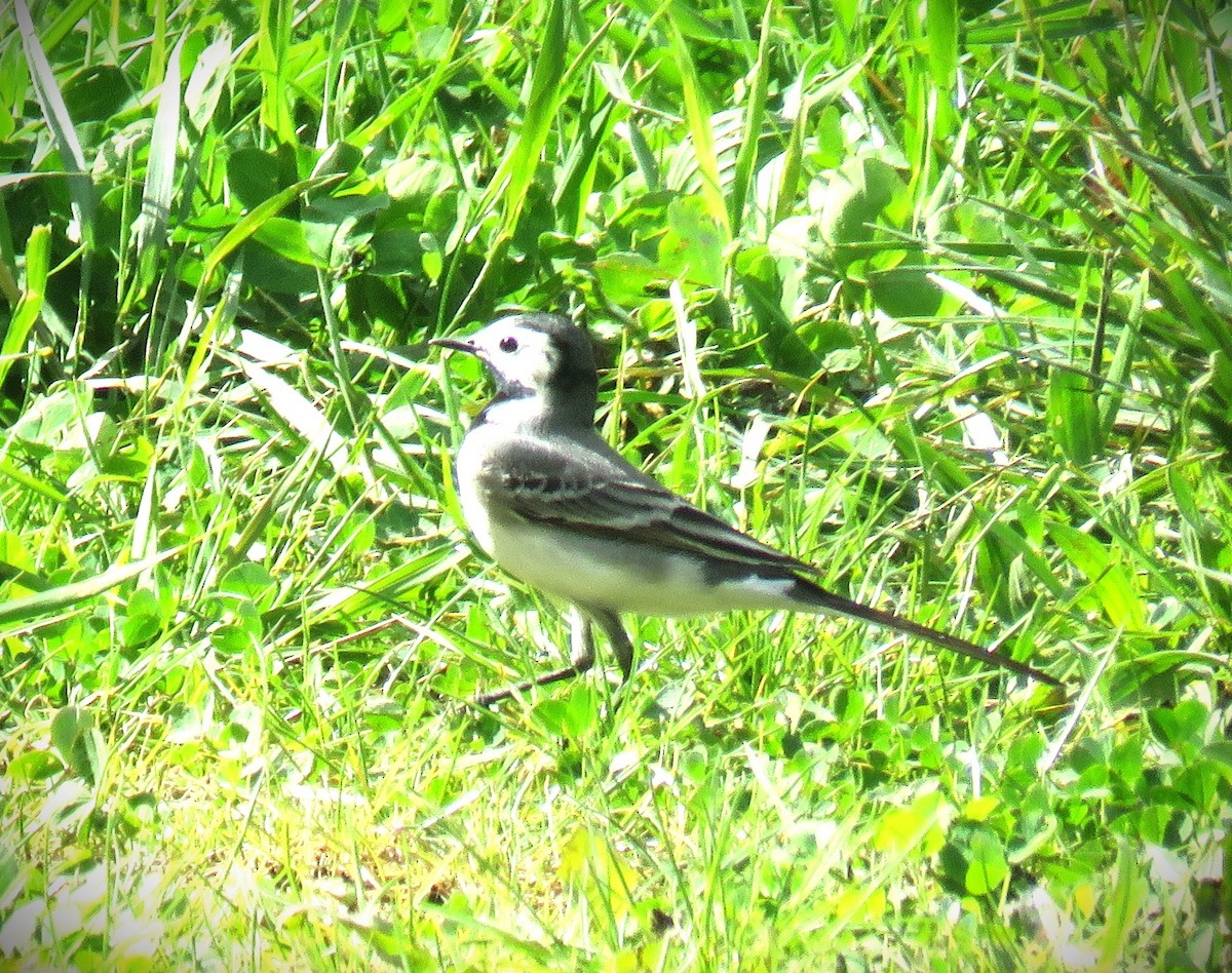 White Wagtail (White-faced) - ML617501900