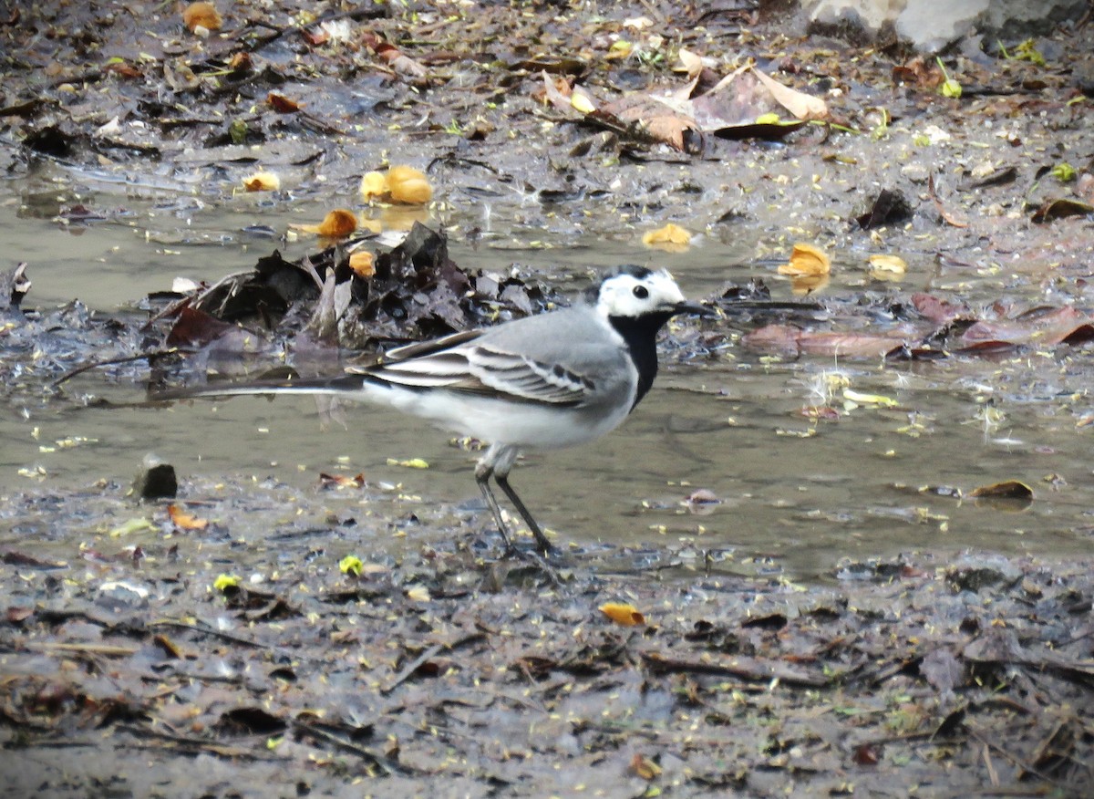 White Wagtail (White-faced) - ML617501923