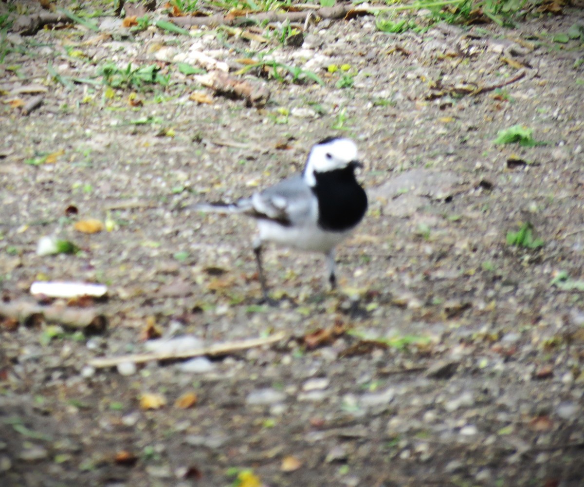 White Wagtail (White-faced) - ML617501925
