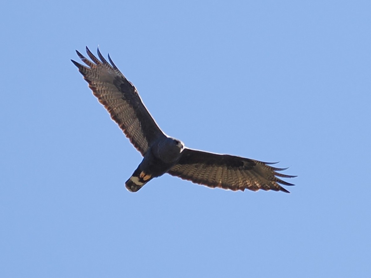 Zone-tailed Hawk - ML617501960