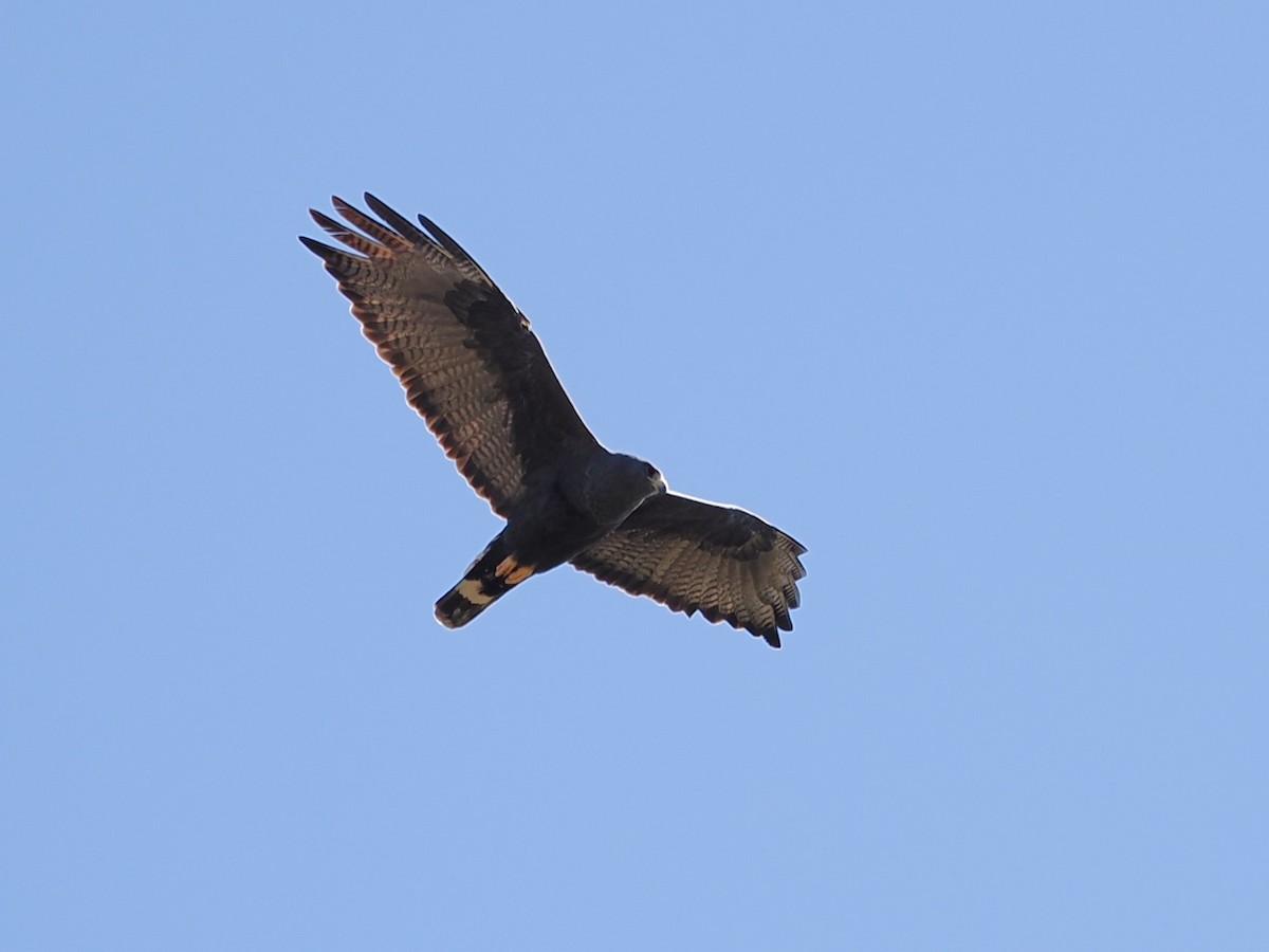 Zone-tailed Hawk - ML617501961