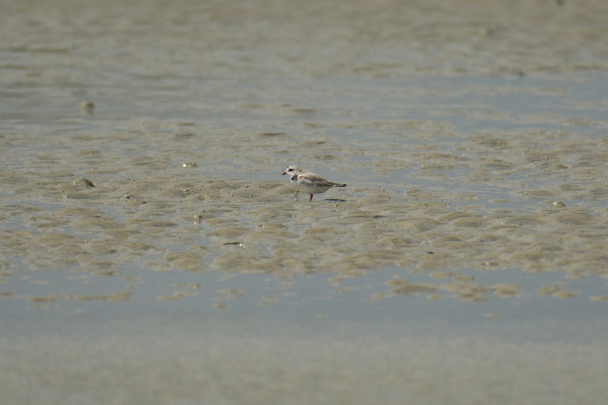 Piping Plover - ML617501996