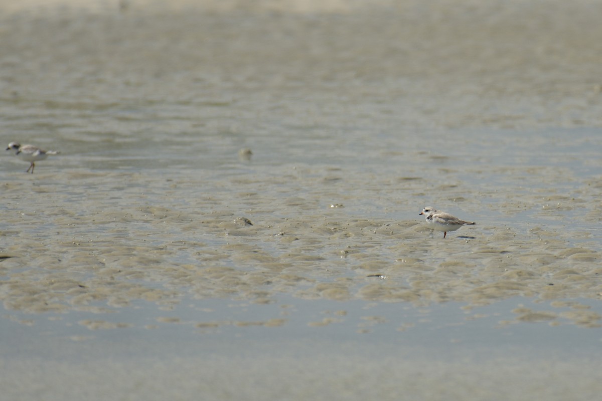 Piping Plover - Christian Newton