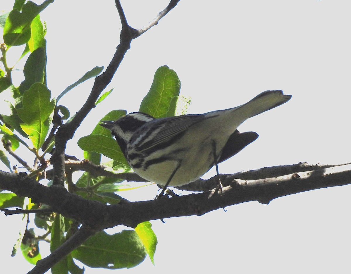 Black-throated Gray Warbler - ML617502014