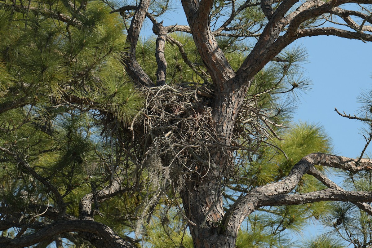 eBird Checklist 20 Mar 2024 45th Avenue South (Private Property