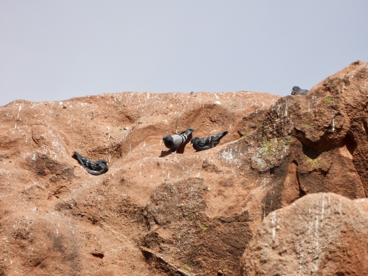 Rock Pigeon (Feral Pigeon) - ML617502127