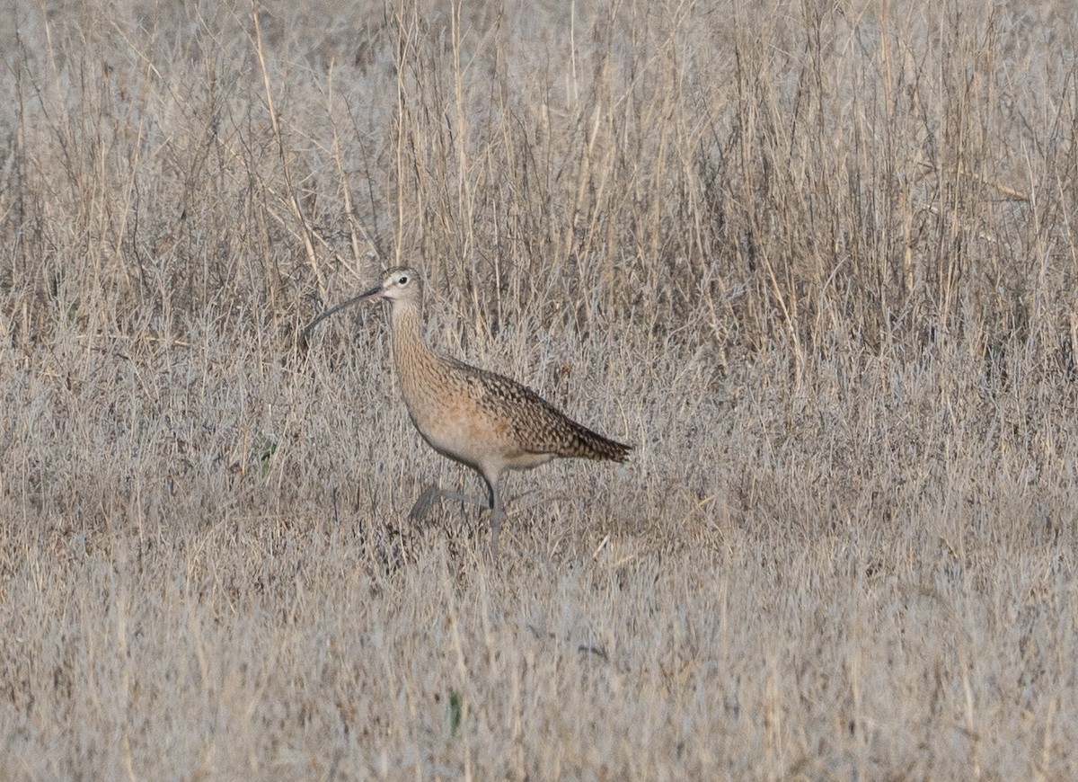 Long-billed Curlew - ML617502133