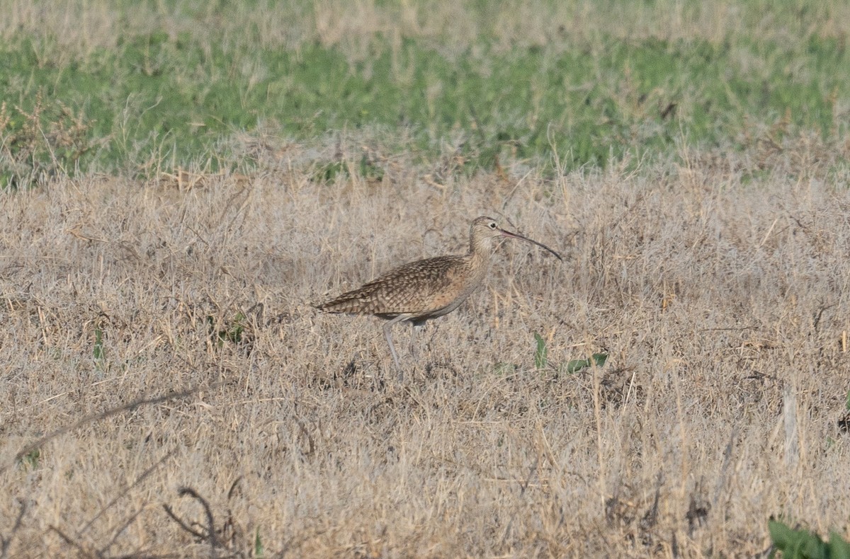 Long-billed Curlew - ML617502134