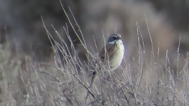 Sagebrush Sparrow - ML617502144