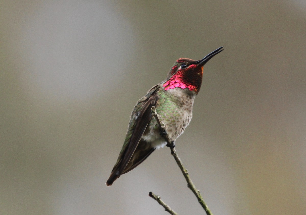 Anna's Hummingbird - ML617502237