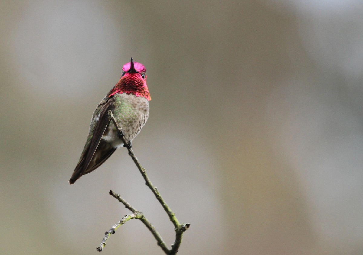 Anna's Hummingbird - ML617502243