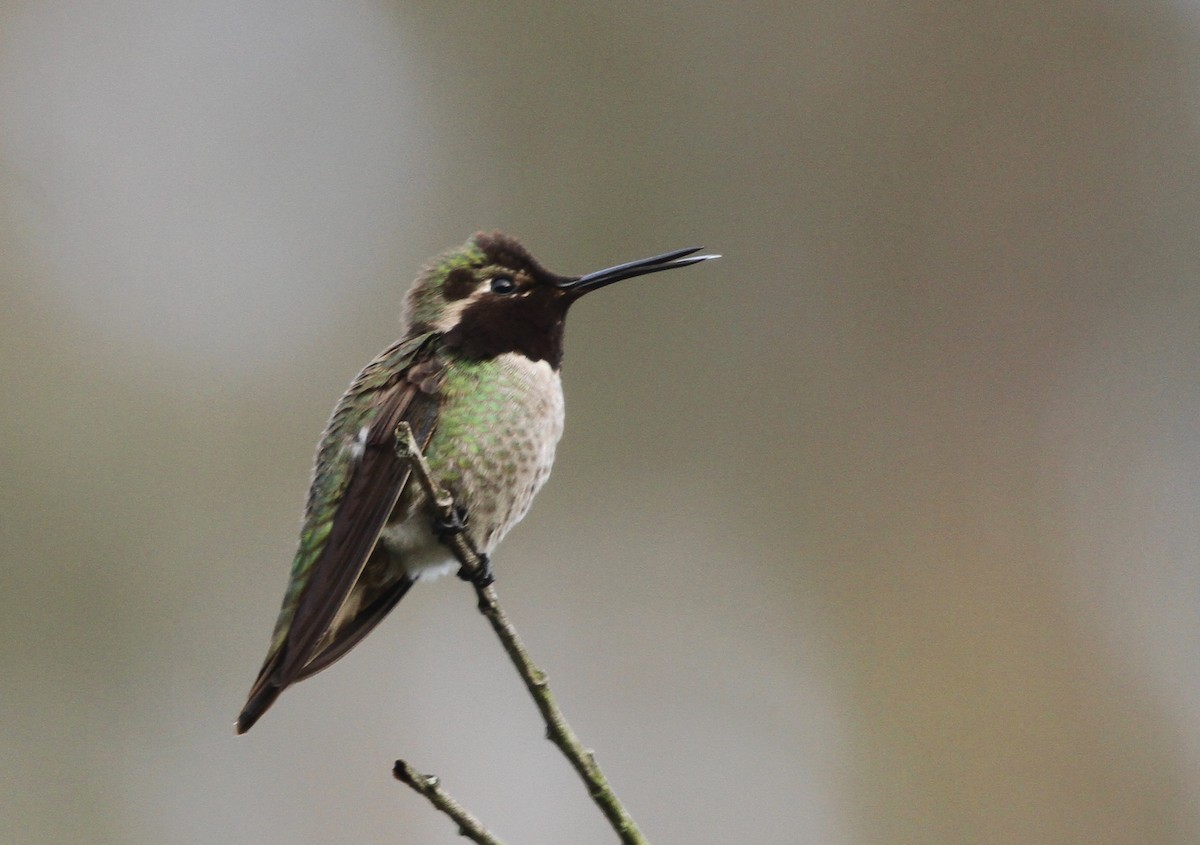Anna's Hummingbird - ML617502245