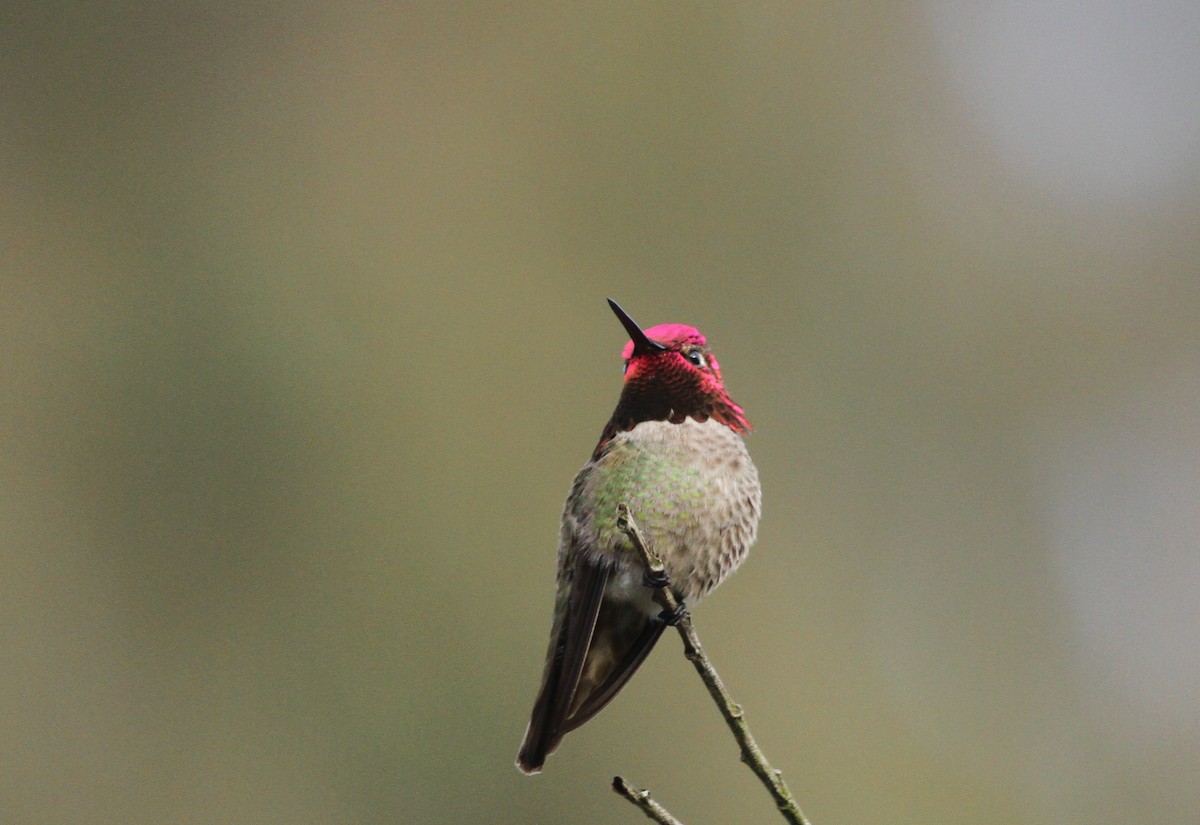 Anna's Hummingbird - ML617502259
